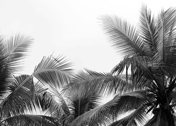 Фотообои "Черно-белые тропики"