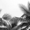 Фотошпалери "Чорно-білі тропіки"
